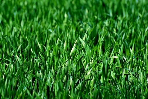 Lush grass